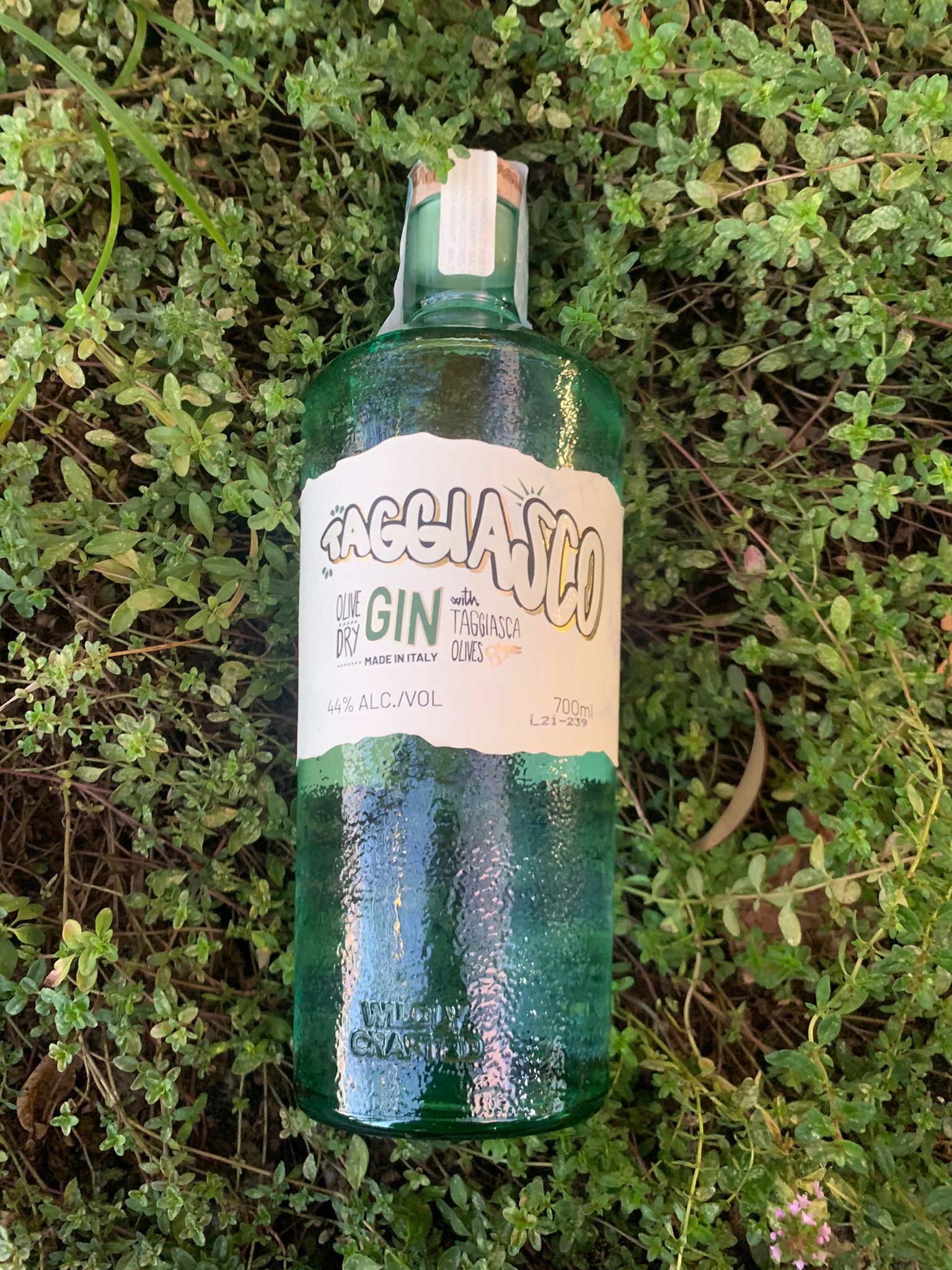 Gin Taggiasco Extravirgin - Il primo gin distillato 100% italiano con olive taggiasche